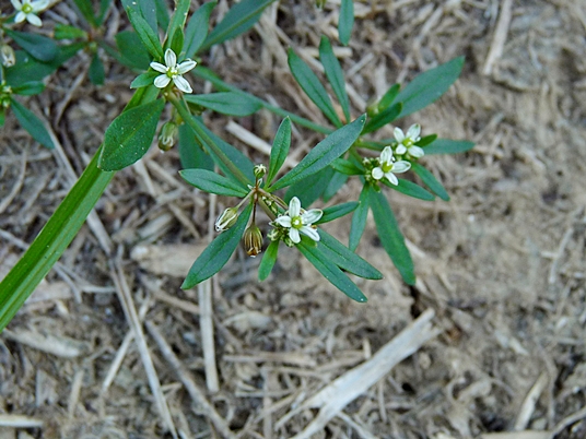 {Mollugo verticillata}